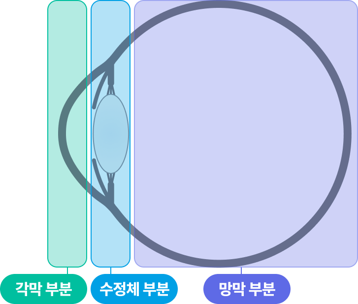 눈 해부도
